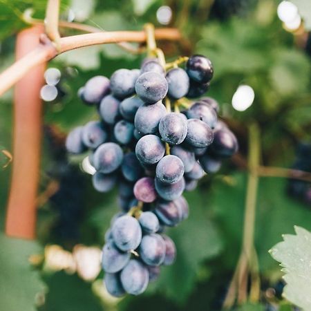 Case Vacanza Podere Risoino Poggibonsi Zewnętrze zdjęcie