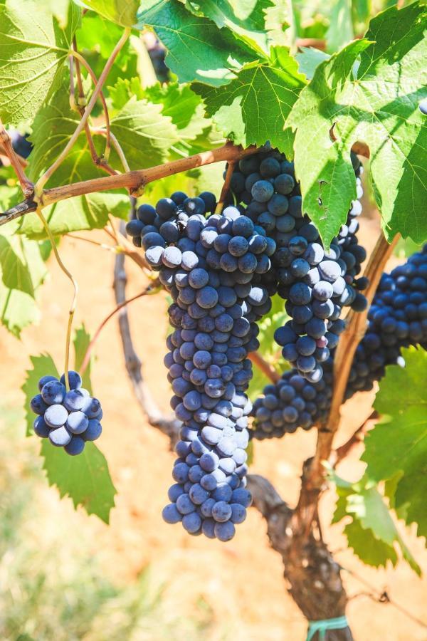 Case Vacanza Podere Risoino Poggibonsi Zewnętrze zdjęcie