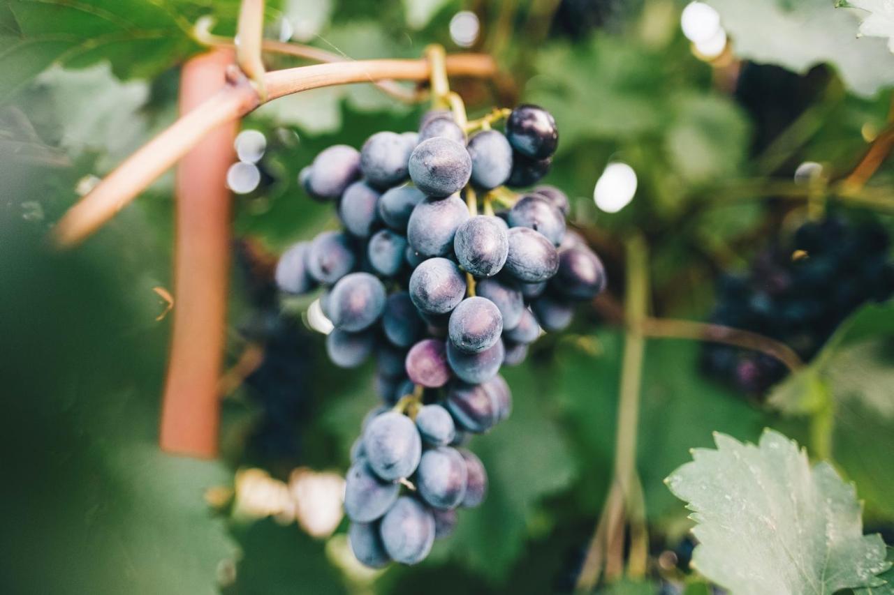 Case Vacanza Podere Risoino Poggibonsi Zewnętrze zdjęcie
