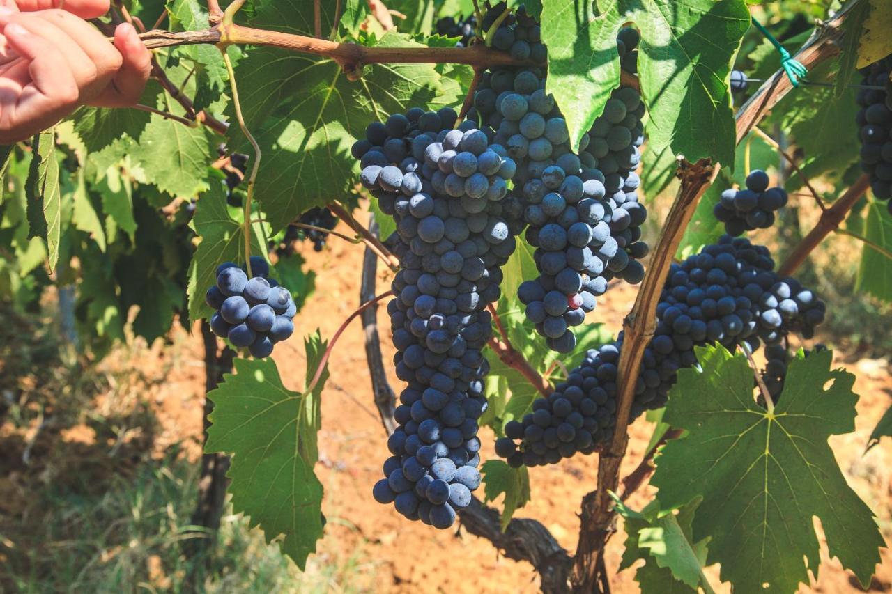 Case Vacanza Podere Risoino Poggibonsi Zewnętrze zdjęcie